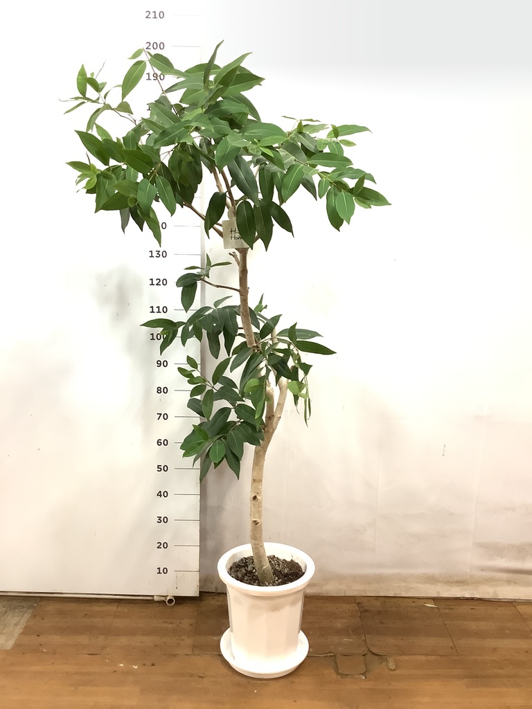 観葉植物 アマゾンオリーブ (ムラサキフトモモ) 10号 プラスチック鉢