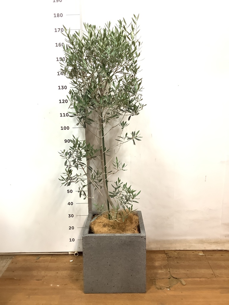 大株 オリーブの木 チプレッシーノ 10号 観葉植物 オリーブ 10号 チプレッシーノ エコストーンwhite 付き