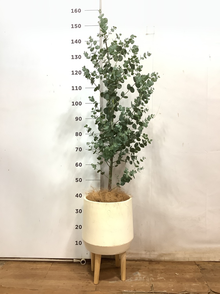 観葉植物 ユーカリ 7号 グニー プラスチック鉢 | 観葉植物ならHitoHana