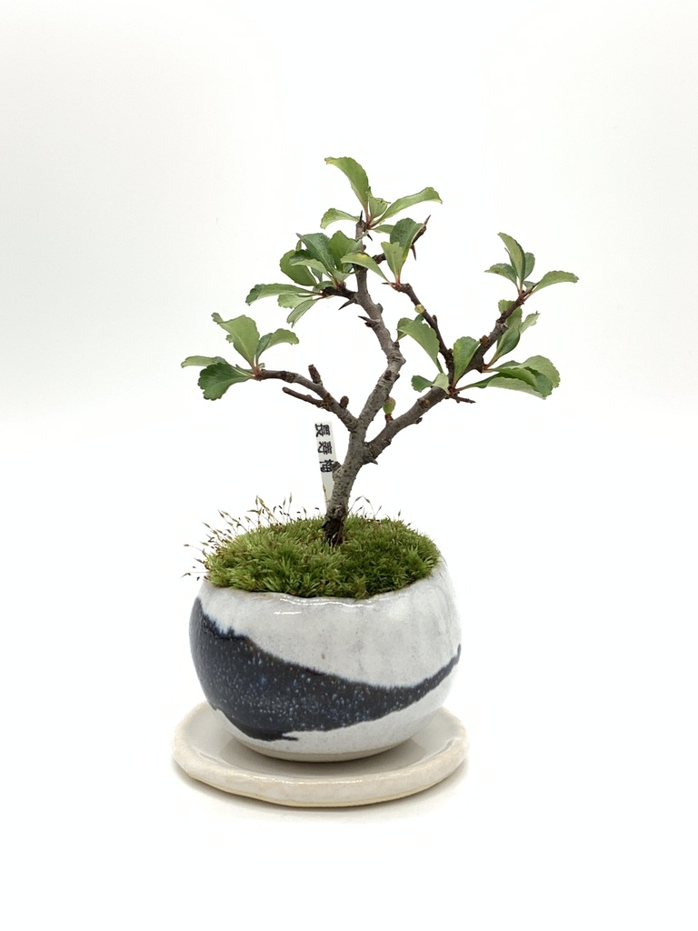 龍岩石+黒松2本+山モミジ2本+長寿梅赤花+長寿梅白花+楓=まとめ売り 龍岩石+黒松2本+山モミジ2本+長寿梅赤花+長寿梅白花+楓=まとめ