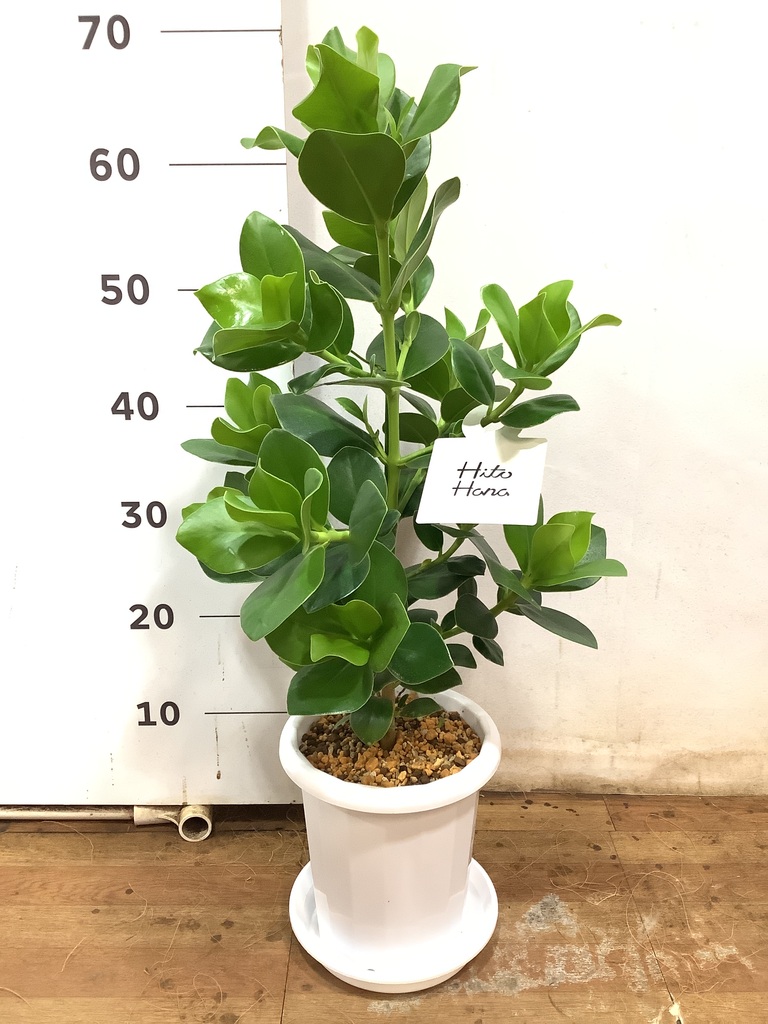 観葉植物 クルシア ロゼア プリンセス 6号 プラスチック鉢 | 観葉植物