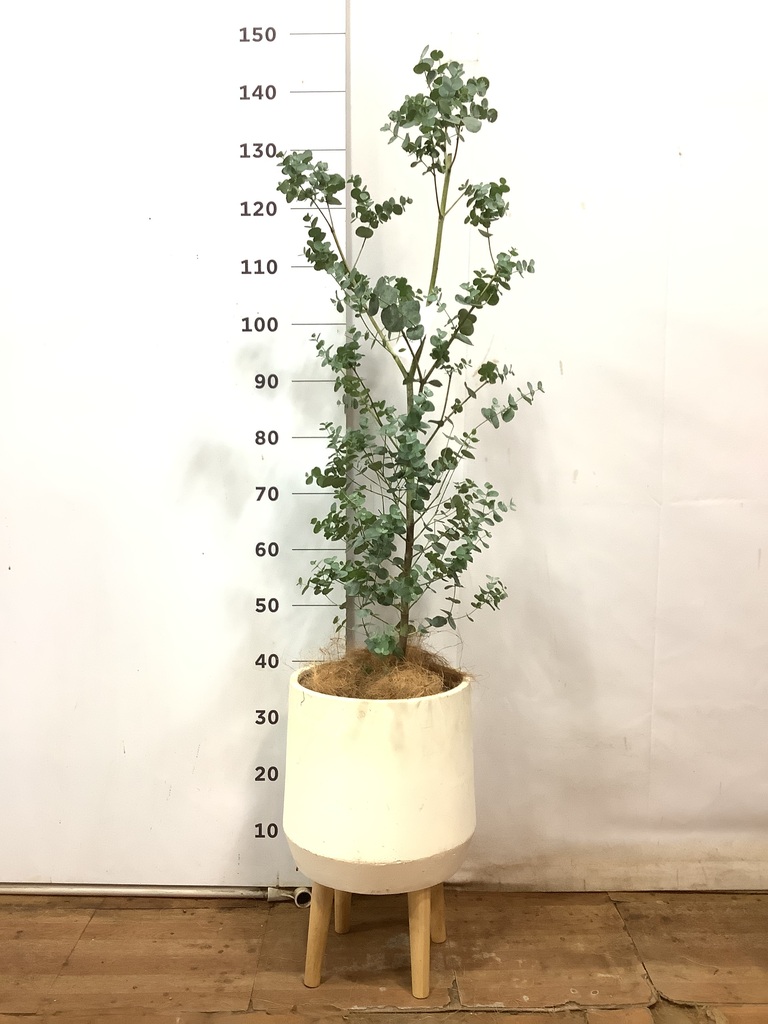 ユーカリ 観葉植物 ユーカリ 7号 グニー FiberCray（ファイバークレイ