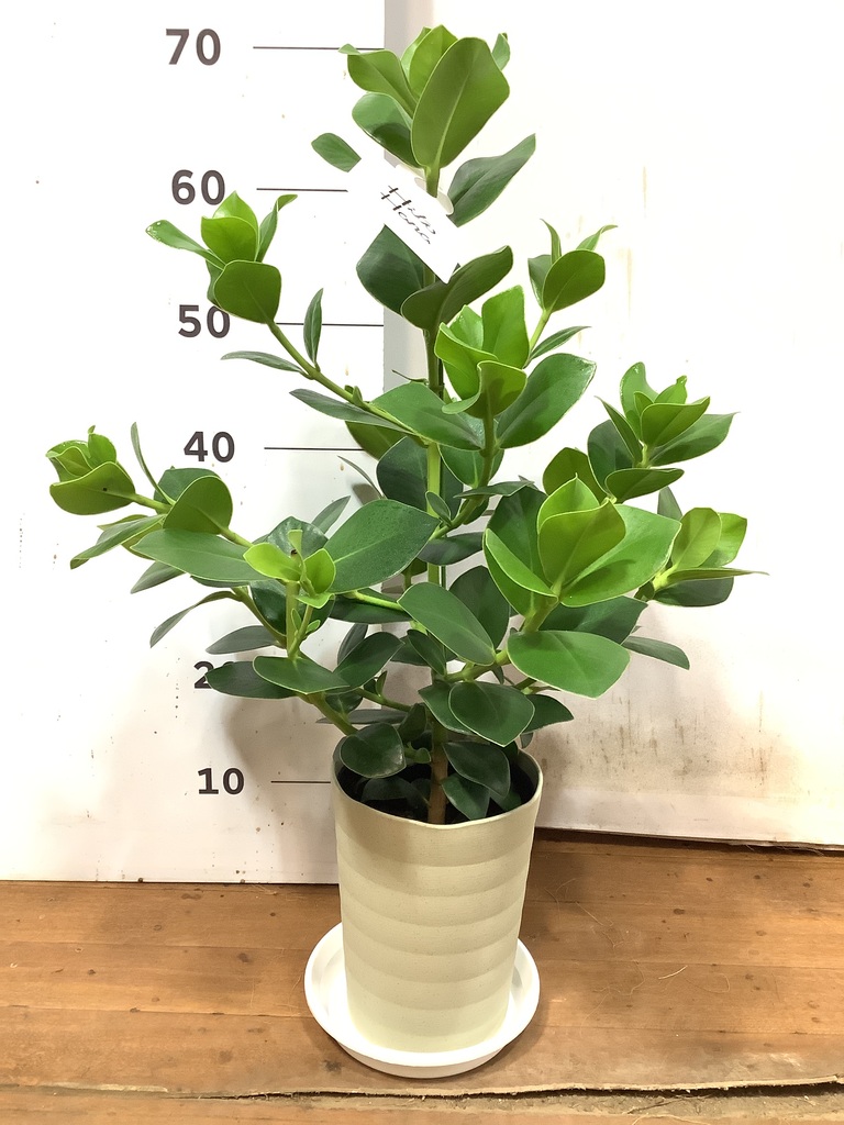 観葉植物 クルシア ロゼア プリンセス 6号 プラスチック鉢 | 観葉植物