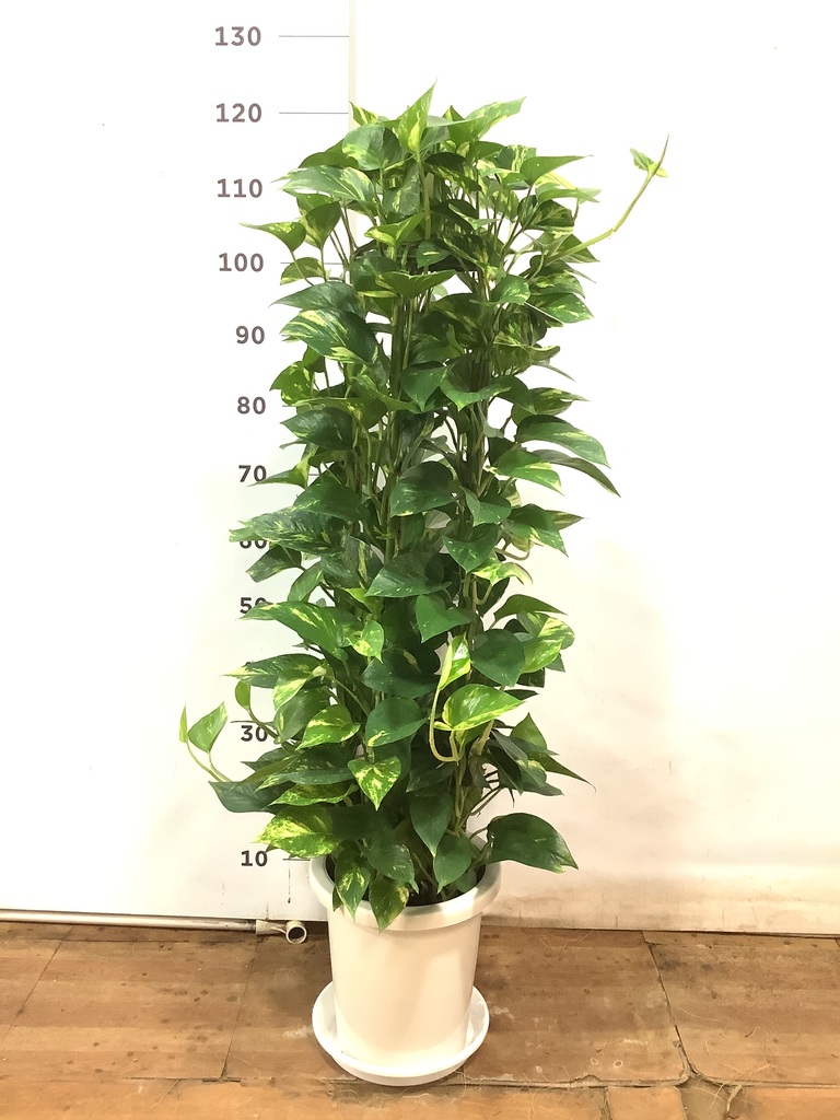 観葉植物 ポトス 8号 プラスチック鉢 | 観葉植物ならHitoHana(ひとはな)