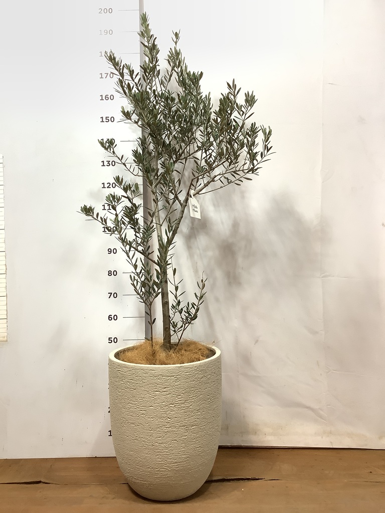 観葉植物 オリーブ 10号 マンザニロ セドナロング 墨 付き | 観葉植物
