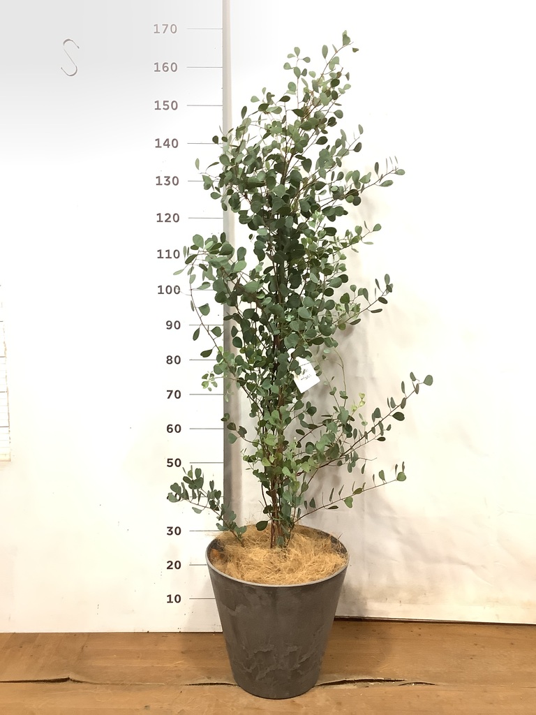 【現品】ユーカリ・ポポラス　 ポリアンセモス　ユーカリの木　８号　W5番 現品】ユーカリ・ポポラス ポリアンセモス ユーカリの木 8号 W5