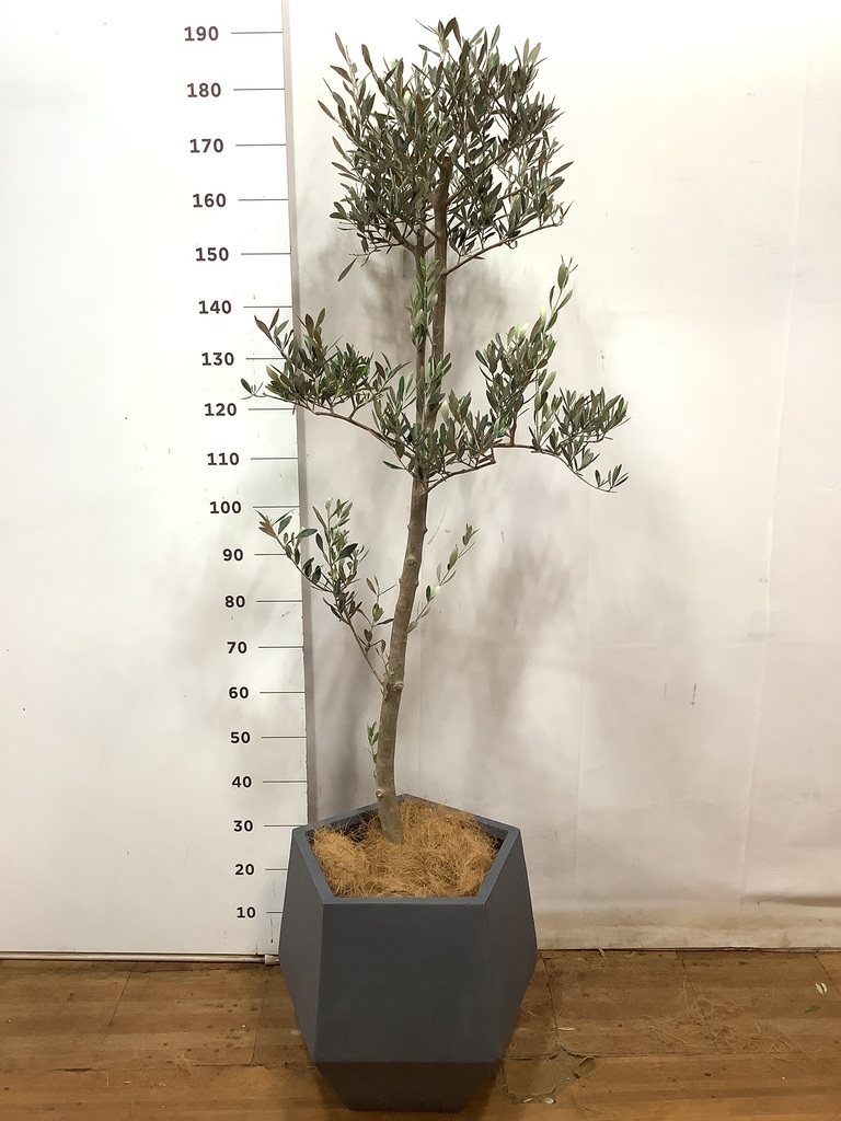 観葉植物 オリーブ 10号 ミッション プラスチック鉢 | 観葉植物なら