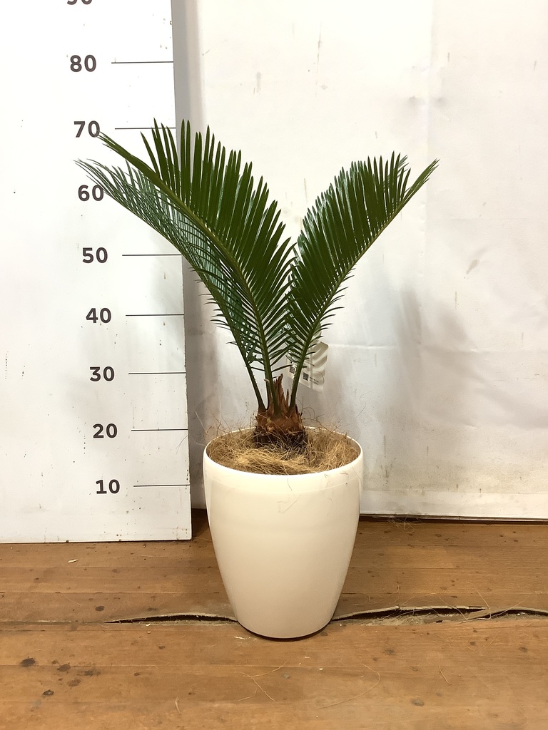 観葉植物 南国風 | 観葉植物 南国風