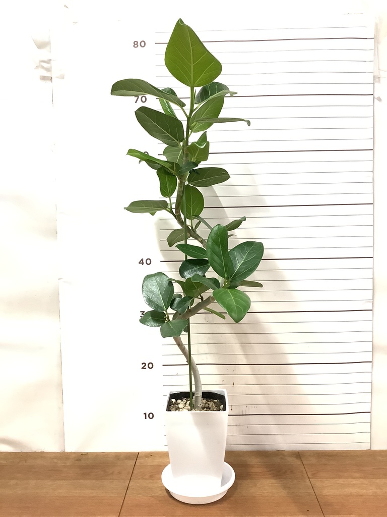 観葉植物 フィカス ベンガレンシス 4号 曲り プラスチック鉢