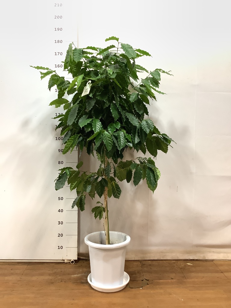 観葉植物 コーヒーの木 10号 ラスターポット 付き | 観葉植物なら 