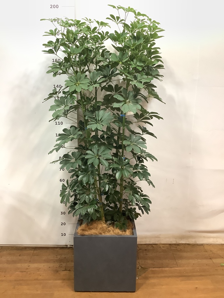 観葉植物 カポック（シェフレラ） 10号 ノーマル ファイバークレイ