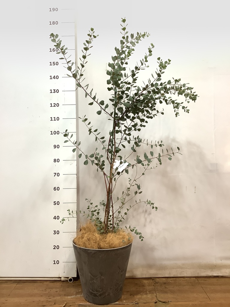 観葉植物 ユーカリ 8号 ポポラス（ポリアンセモス） アート