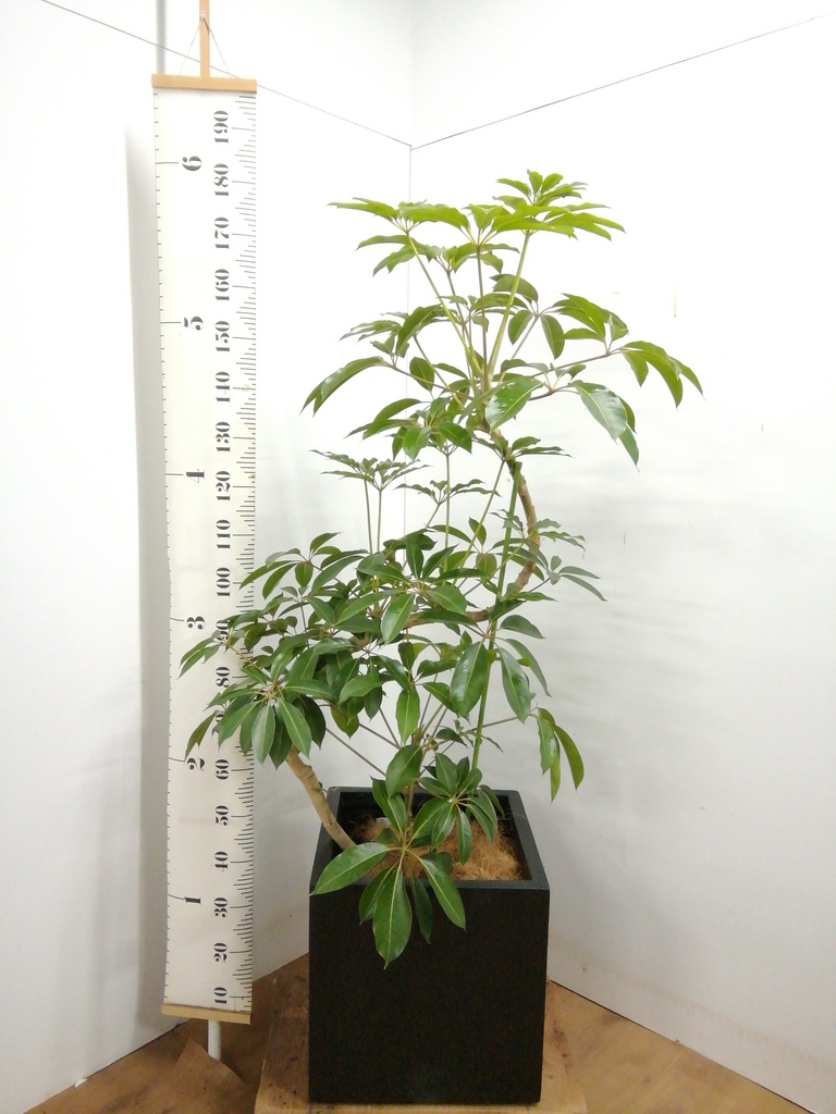 観葉植物 ツピダンサス 10号 曲り ベータ キューブプランター 黒 付き