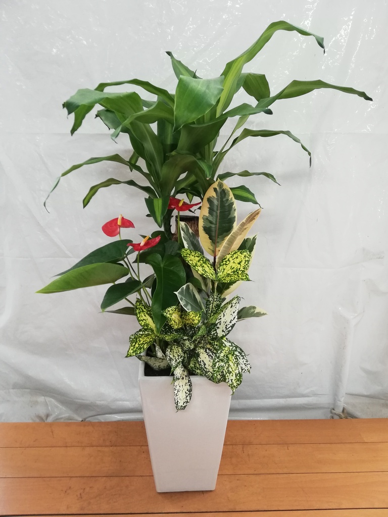 観葉植物 ドラセナ 幸福の木 7号 寄せ植え 角陶器 | 観葉植物なら