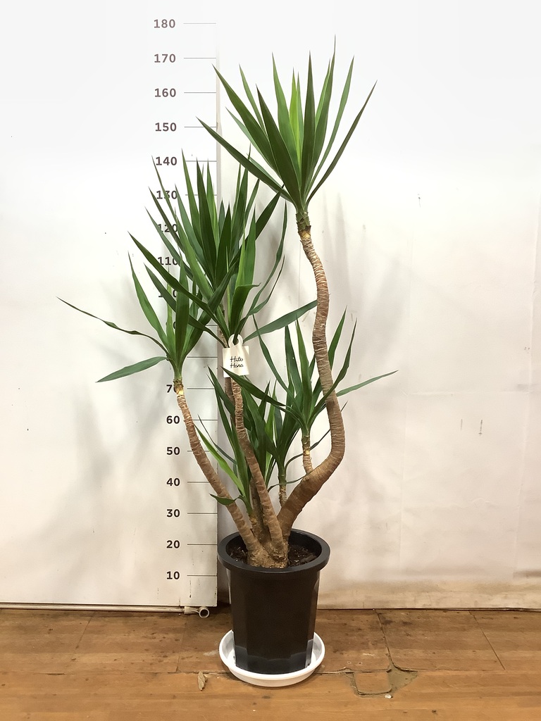 観葉植物 ユッカ 10号 曲り プラスチック鉢 | 観葉植物なら