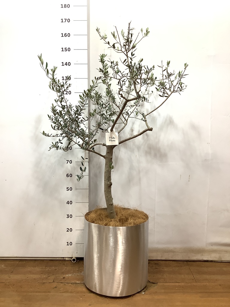 観葉植物 オリーブ 10号 アルベキーナ プラスチック鉢 | 観葉植物なら