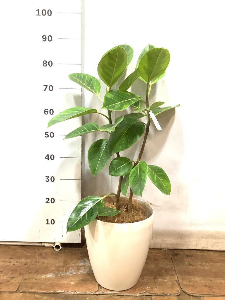 観葉植物 フィカス アルテシーマ 7号 ストレート プラスチック鉢
