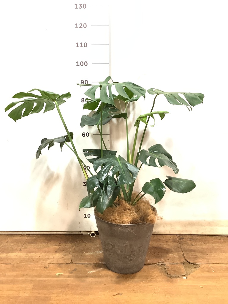 観葉植物 モンステラ 7号 ボサ造り アートストーン ラウンド グレー
