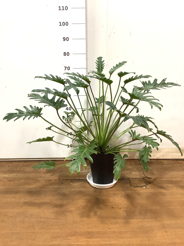 観葉植物 フィロデンドロン 7号 オージー（クッカバラ） Eco