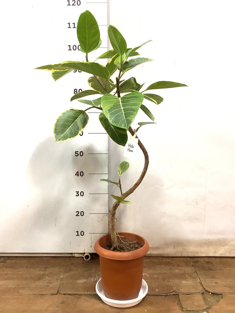 フィカス TcMa 観葉植物 フィカス アルテシーマ 7号 曲り プラスチック鉢