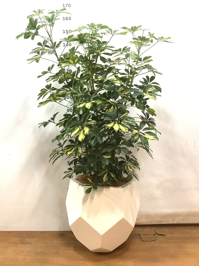 観葉植物 カポック（シェフレラ） 8号 斑入り ポリゴヘクサ 白 付き