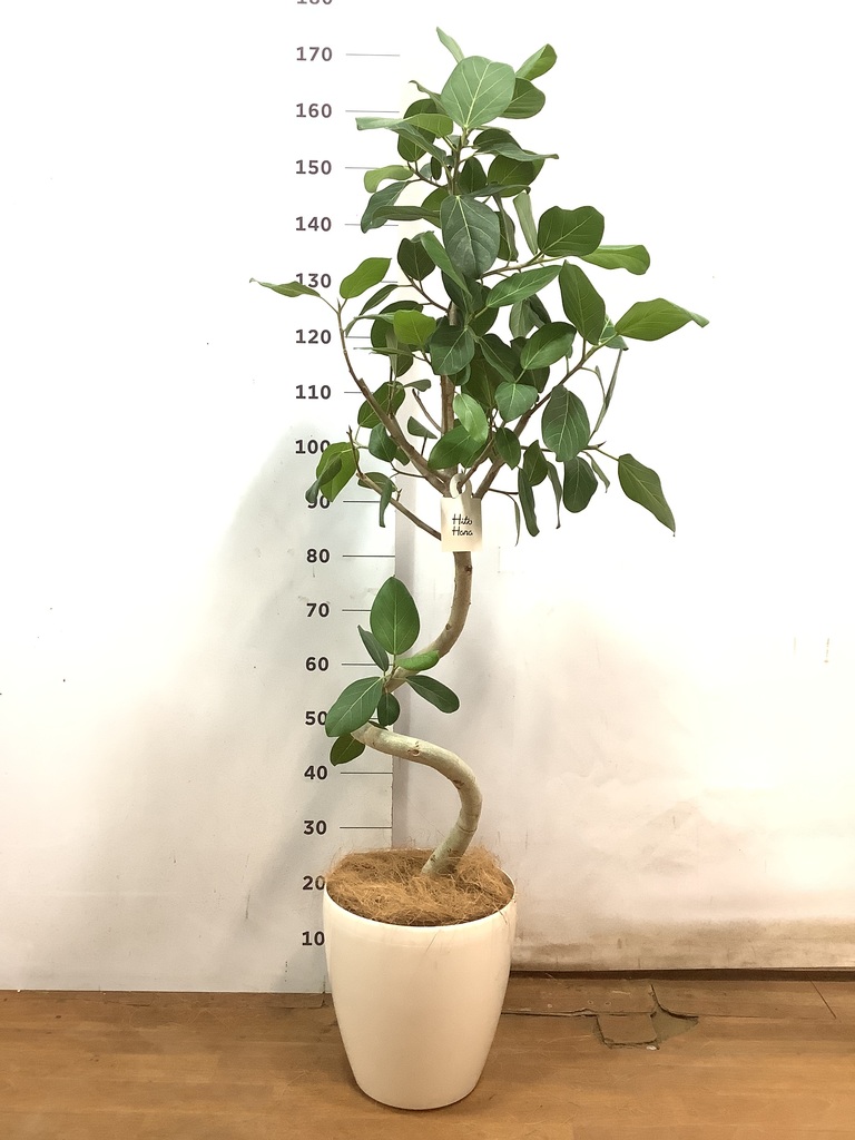 観葉植物 フィカス ベンガレンシス 8号 曲り 極太 ラスターポット 付き