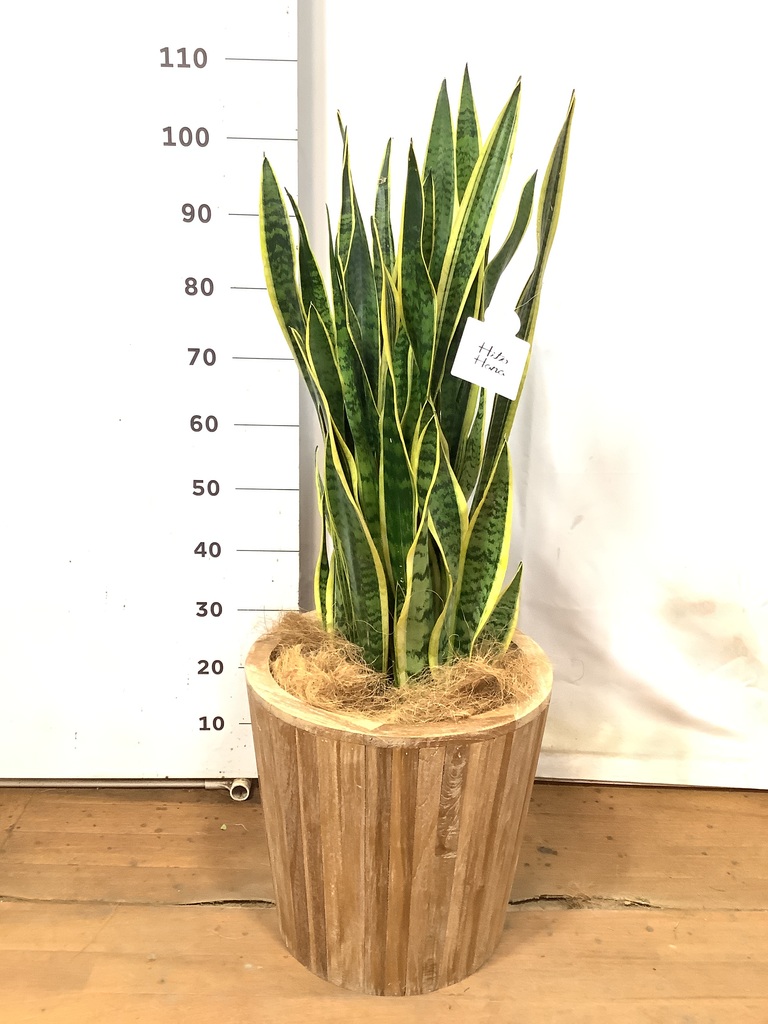 観葉植物 サンスベリア 10号 トラノオ ウッドプランター 付き