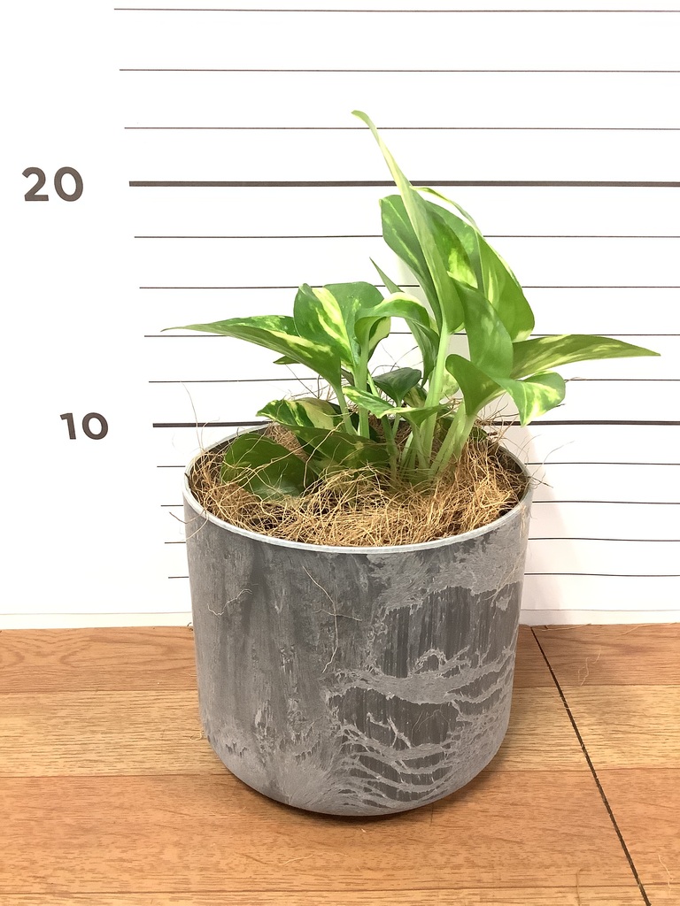 観葉植物 ポトス 3号 ゴールデン ベラ S 黒 植え替えキット付き
