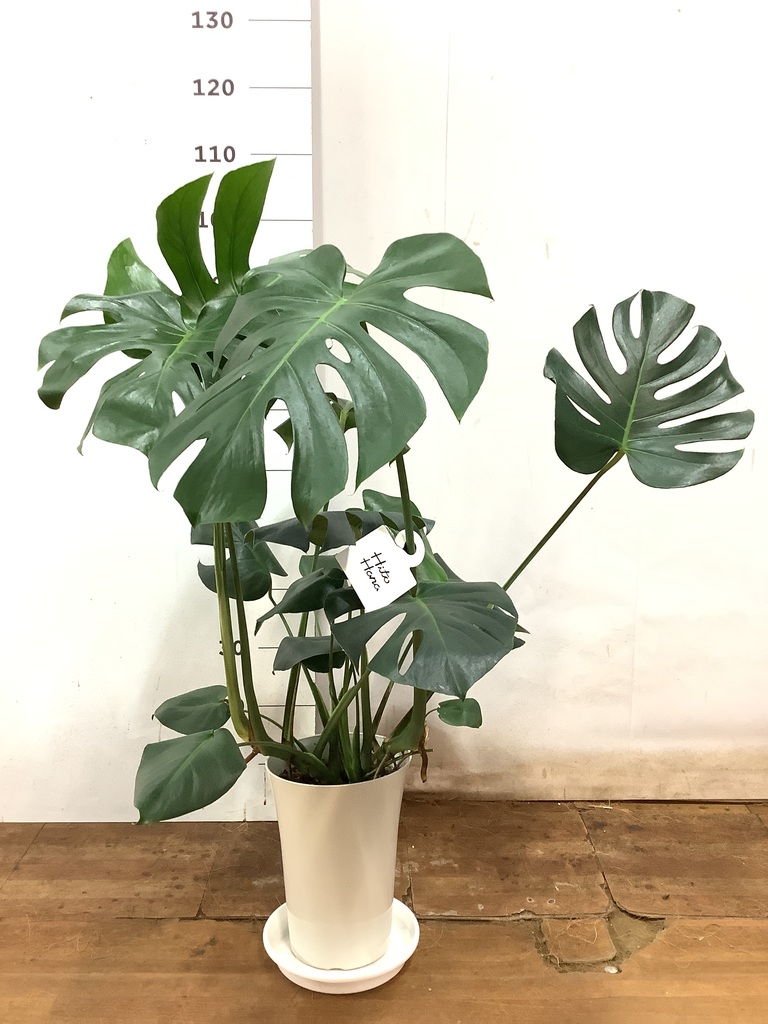 観葉植物 モンステラ 7号 ボサ造り プラスチック鉢 | 観葉植物
