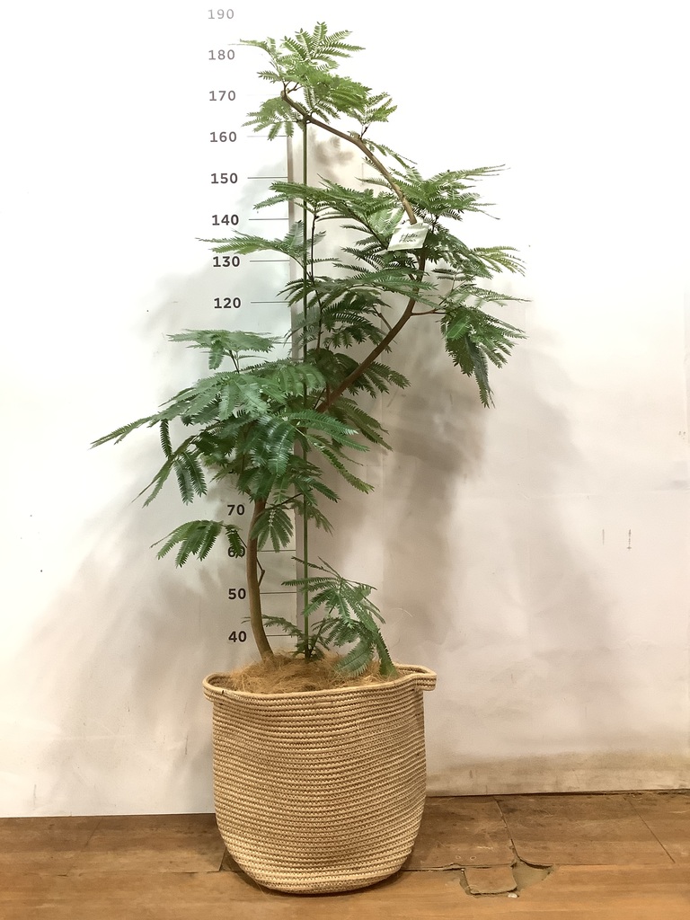 観葉植物 エバーフレッシュ 10号 曲り リブバスケットNatural 付き