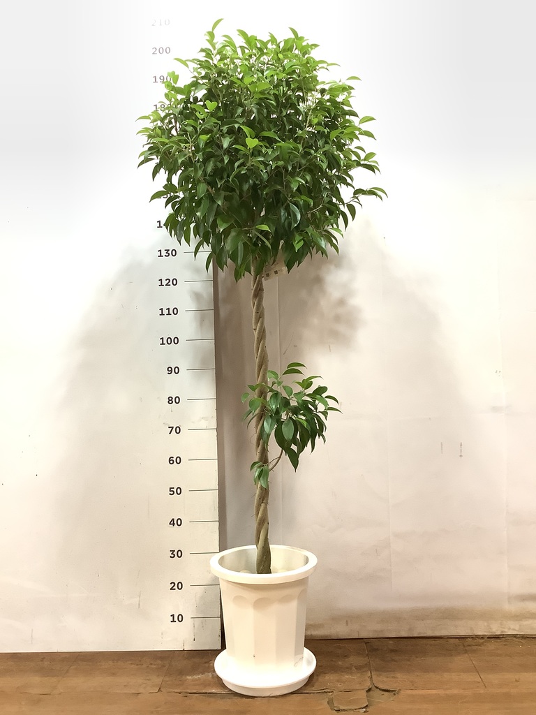 観葉植物 フィカス ベンジャミン 10号 玉造り プラスチック鉢 | 観葉