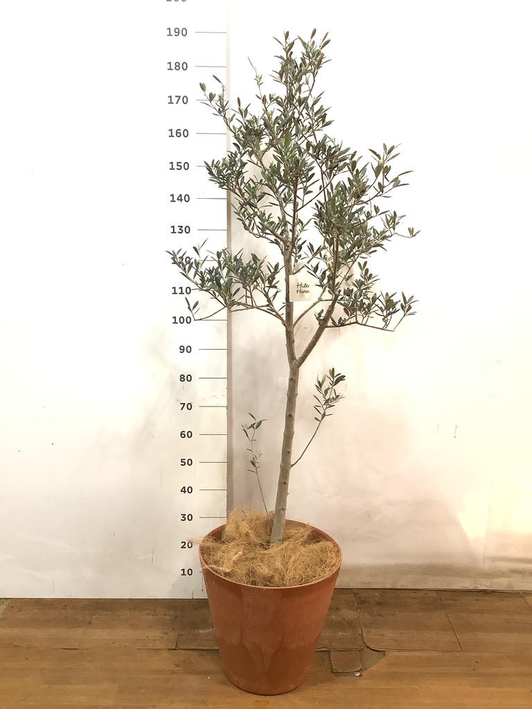 観葉植物 オリーブの木 10号 マンザニロ アートストーン ラウンド