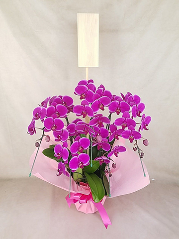 ⑤❣️蘭❣️Ｎｏ1099 ダイクロフリモント・ピンクパープル❶20個 ミディ胡蝶蘭 ピンク系 2本立 プロヴァンス鉢 - 胡蝶蘭専門店 Lian