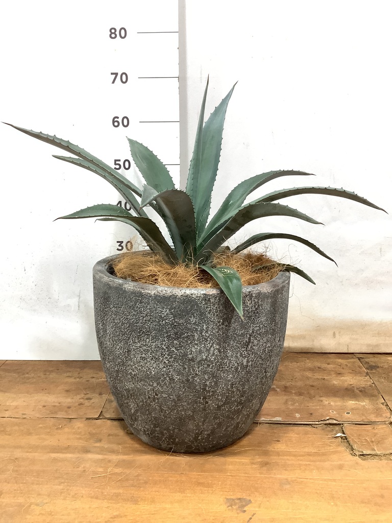 観葉植物 アガベ 8号 アメリカーナ シグマ 角柱プランター 観葉植物 アガベ 8号 アメリカーナ シグマ 角柱プランター