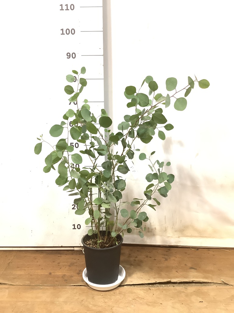 ✤ ユーカリ ポポラス ✤ フレッシュ*＊ 観葉植物 ユーカリ 6号 ポポラス（ポリアンセモス） プラスチック鉢