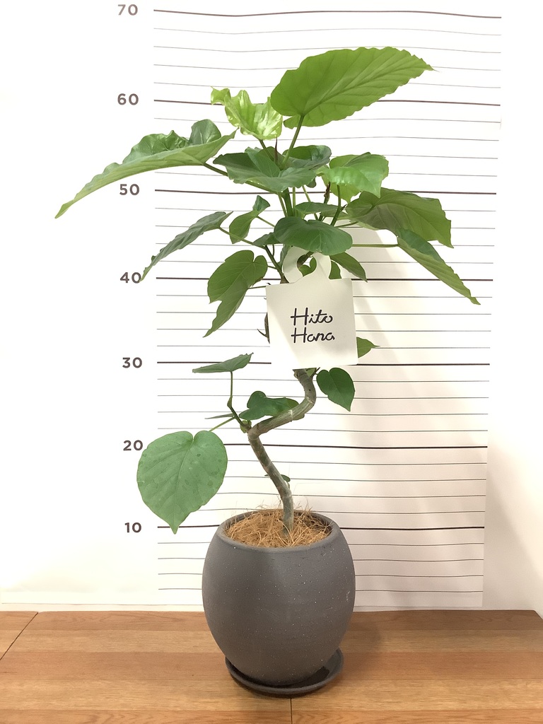 まとめ買い割引クーポン配布中】ミニ 観葉植物 本物 種類 選べる 脚付き2パターンセメントポット ガジュマル ポトス サンスベリア シュガーバイン  ホヤ : mn020011 : 観葉植物の専門店 彩植健美 - 通販 - Yahoo!ショッピング