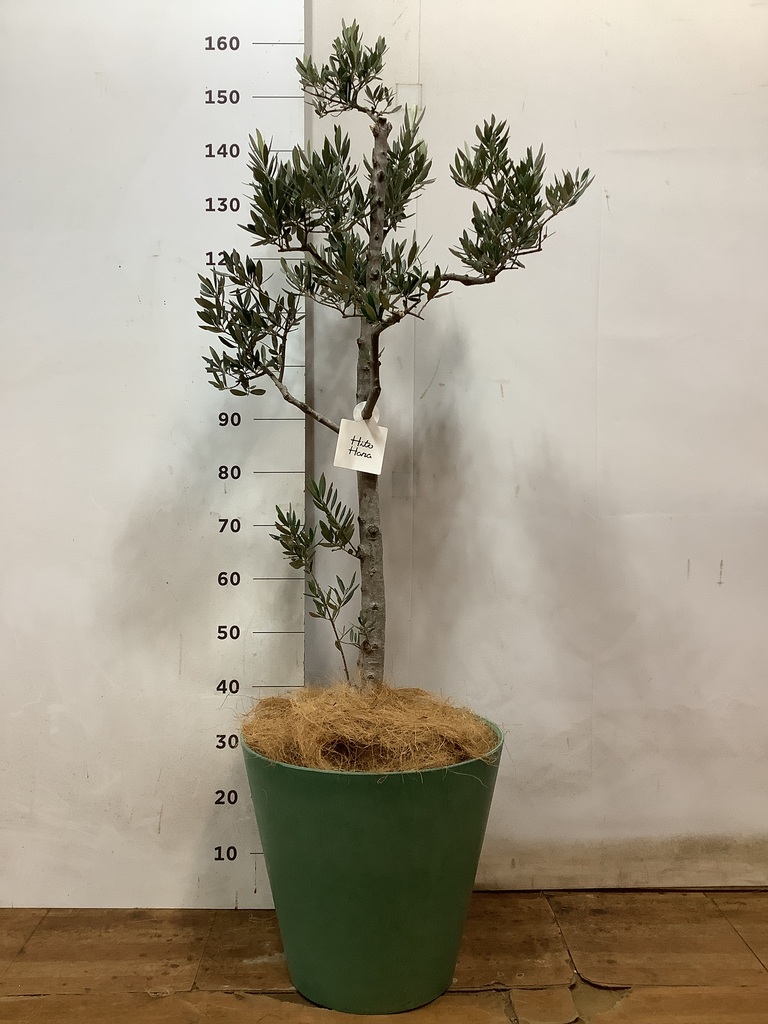 観葉植物 オリーブ 10号 ピクアル ウッドプランター 付き | 観葉 観葉植物 オリーブ 10号 ピクアル ウッドプランター 付き | 観葉