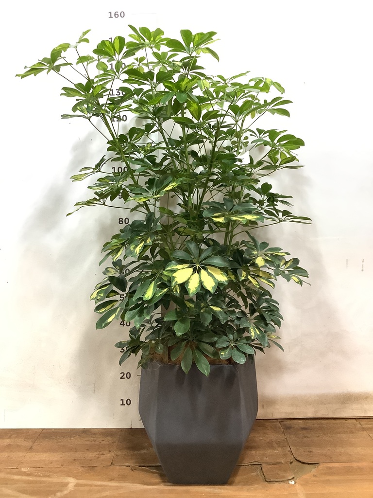 シェフレラ木立 観葉植物 カポック（シェフレラ） 8号 斑入り ファイバークレイ Gray