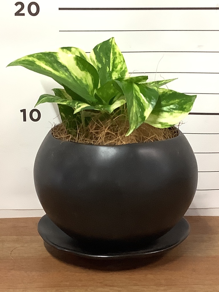 観葉植物 ポトス 3号 ノーマル マリナ 黒 L 付き | 観葉植物なら