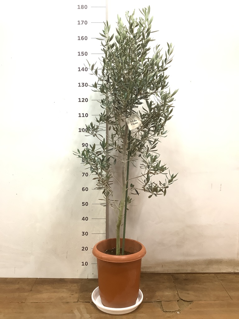 観葉植物 オリーブ 10号 チプレッシーノ エコストーンwhite 付き