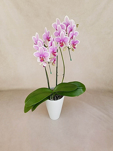 胡蝶蘭様【キット】ハワイアンキルト 胡蝶蘭様【キット】ハワイアンキルト 手芸素材・材料