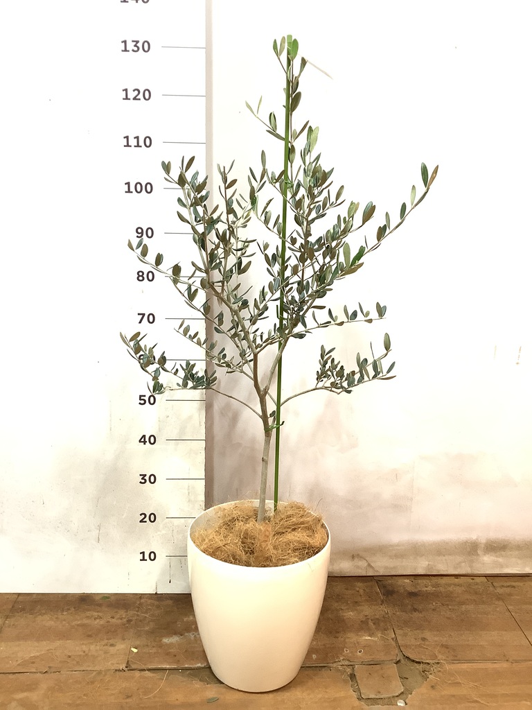 観葉植物 オリーブ 8号 ルッカ ラスターポット 付き | 観葉植物なら
