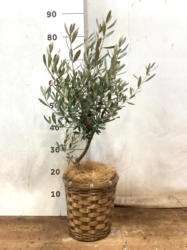 観葉植物 オリーブ 6号 創樹 竹バスケット 付き | 観葉植物なら