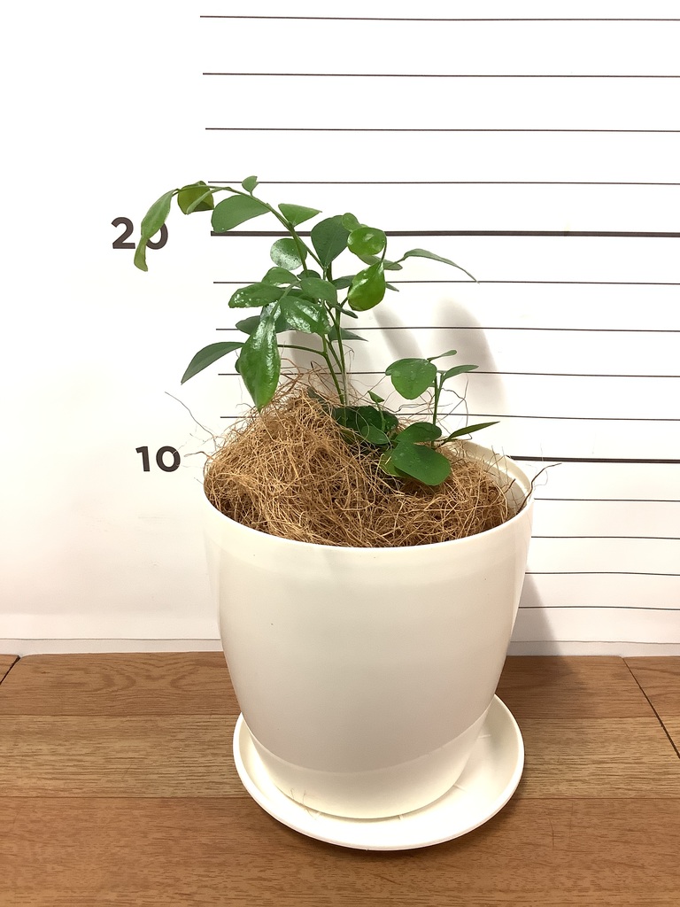 送料無料【ジャスミン】2点セット 81gkXaKpS6L.jpg