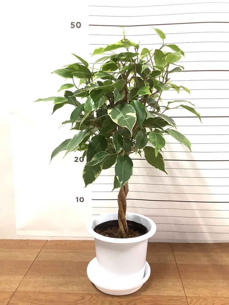 フィカス・ベンジャミン・ブラック ゴムの木 観葉植物 鉢下より140cm フィカス・ベンジャミン・ブラック ゴムの木 観葉植物 鉢下より140cm