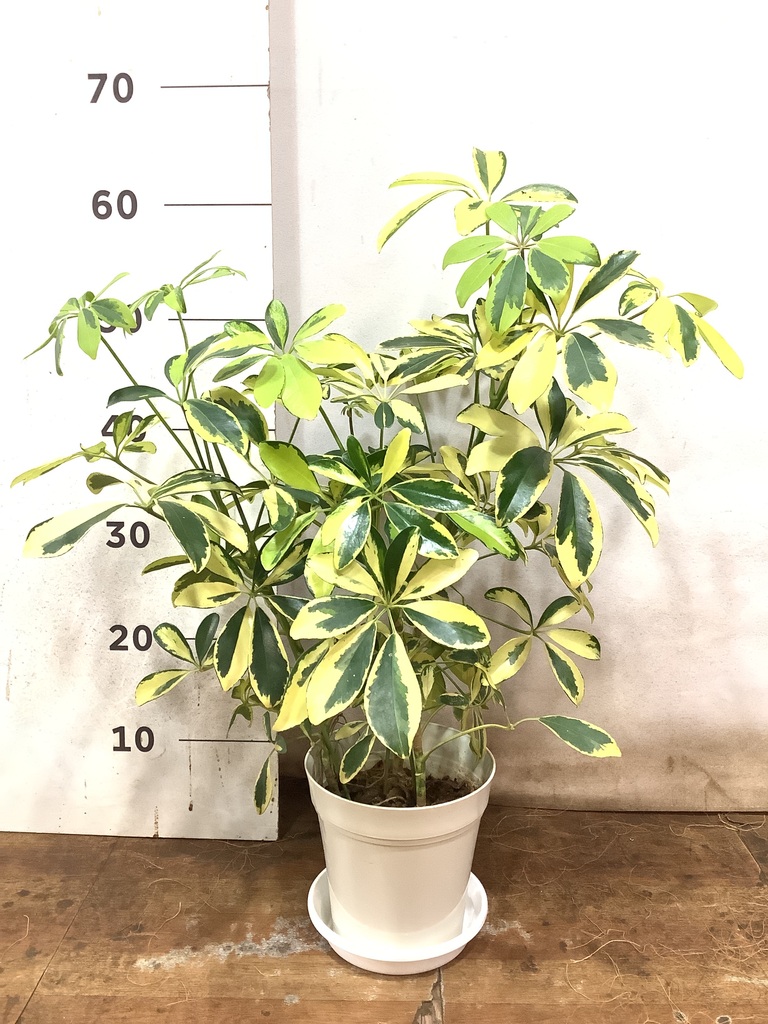 観葉植物 シェフレラ（カポック） 5号 斑入り プラスチック鉢 | 観葉