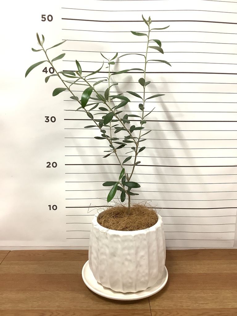 観葉植物 オリーブの木 3号 ルーツ 11 L ベージュ 付き | 観葉植物なら