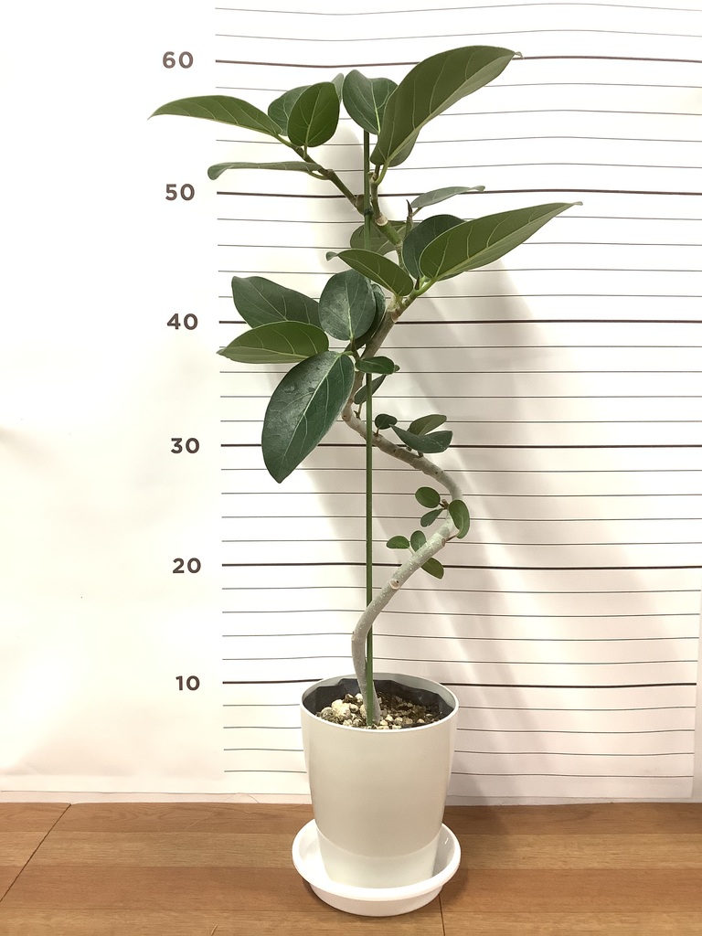フィカス　ベンガレンシス4 フィカス：ベンガレンシス オードリー 4号鉢植え の通販 | 園芸