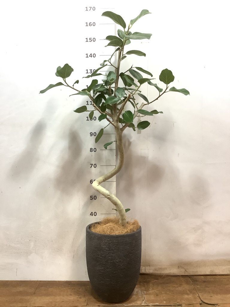 観葉植物 フィカス ベンガレンシス 8号 曲り 極太 プラスチック