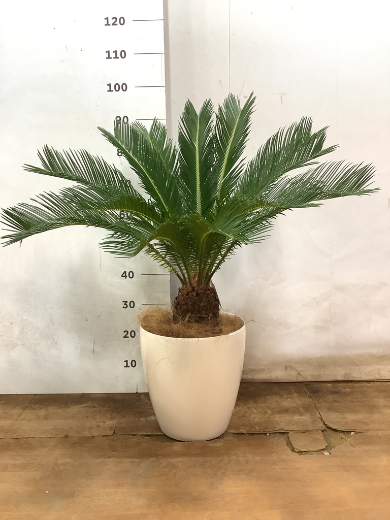 ⑧　ソテツ　８号　美形　最高等級 ⑧ ソテツ 8号 美形 最高等級 観葉植物 ソテツ 8号 フォレスト